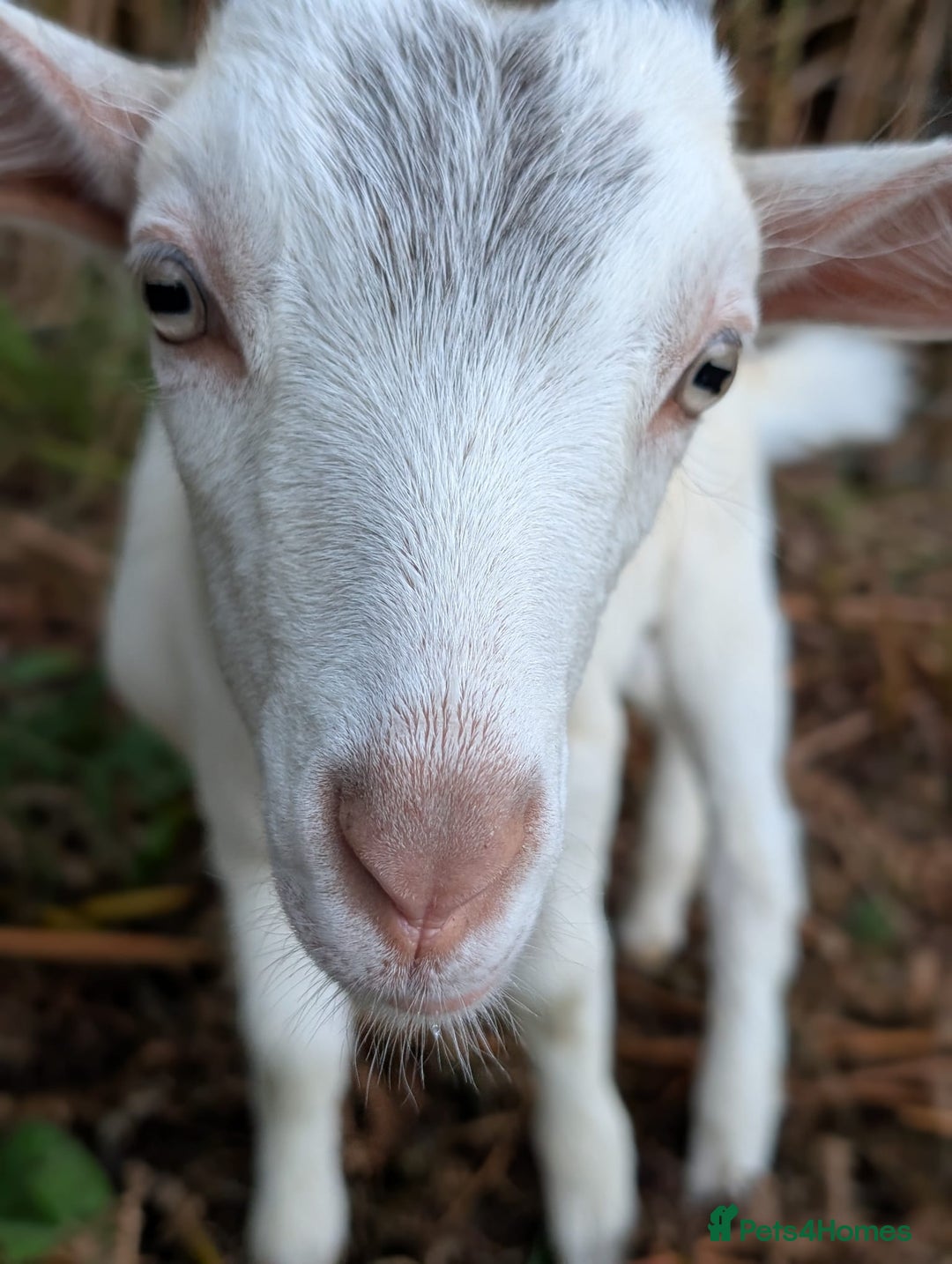 Goats livestock for sale: Twin dairy goats - Image 1