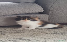 Persian cats for sale: 5 Gorgeous Persian Kittens up for sale! - Image 6