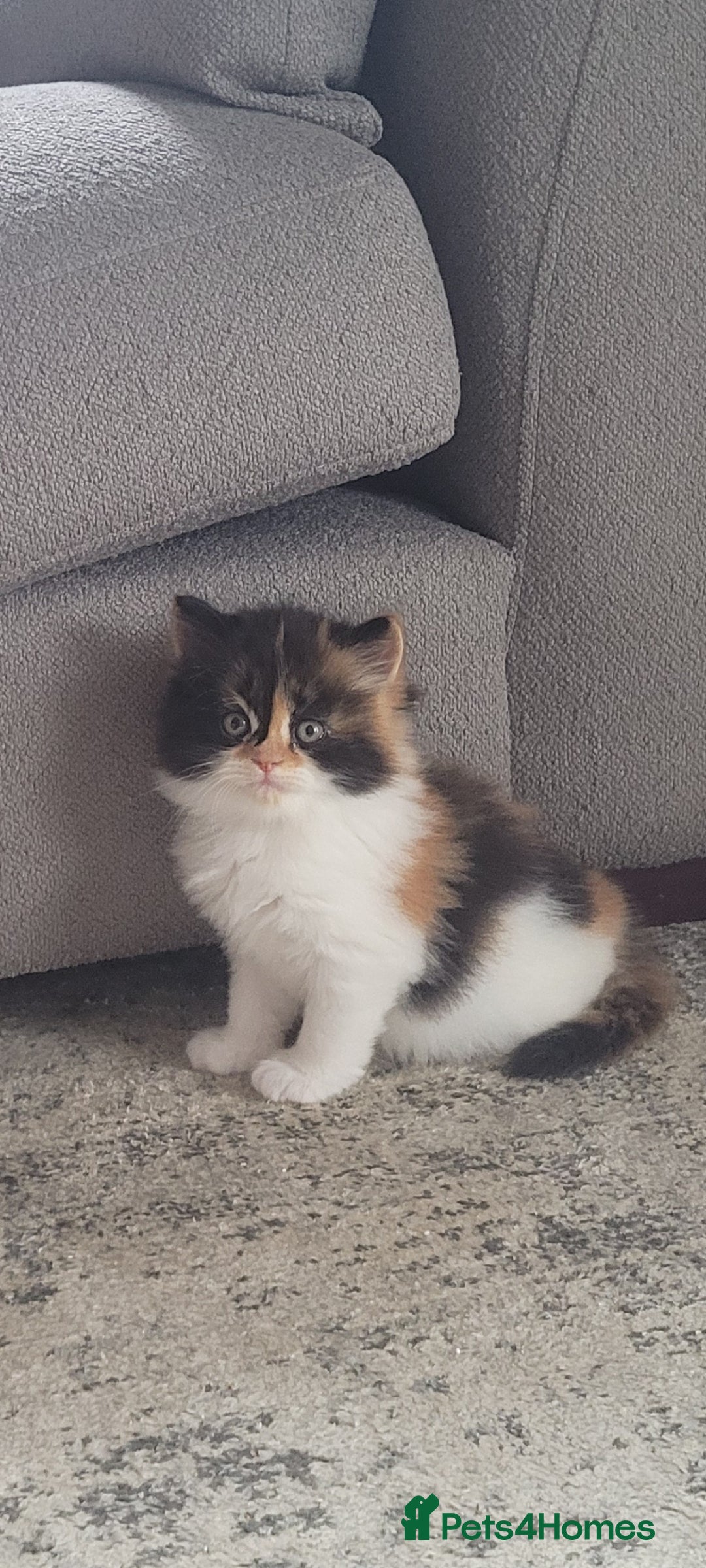 Persian cats for sale: 5 Gorgeous Persian Kittens up for sale! - Image 6
