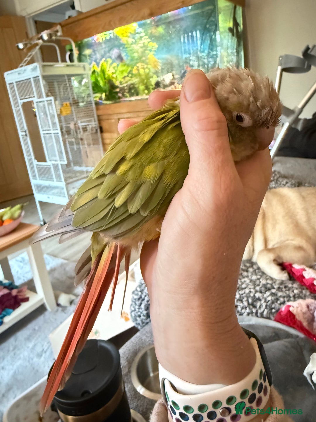 Cockatiels birds for sale: Cockatiels all tame and 1 tame conure  - Advert 16