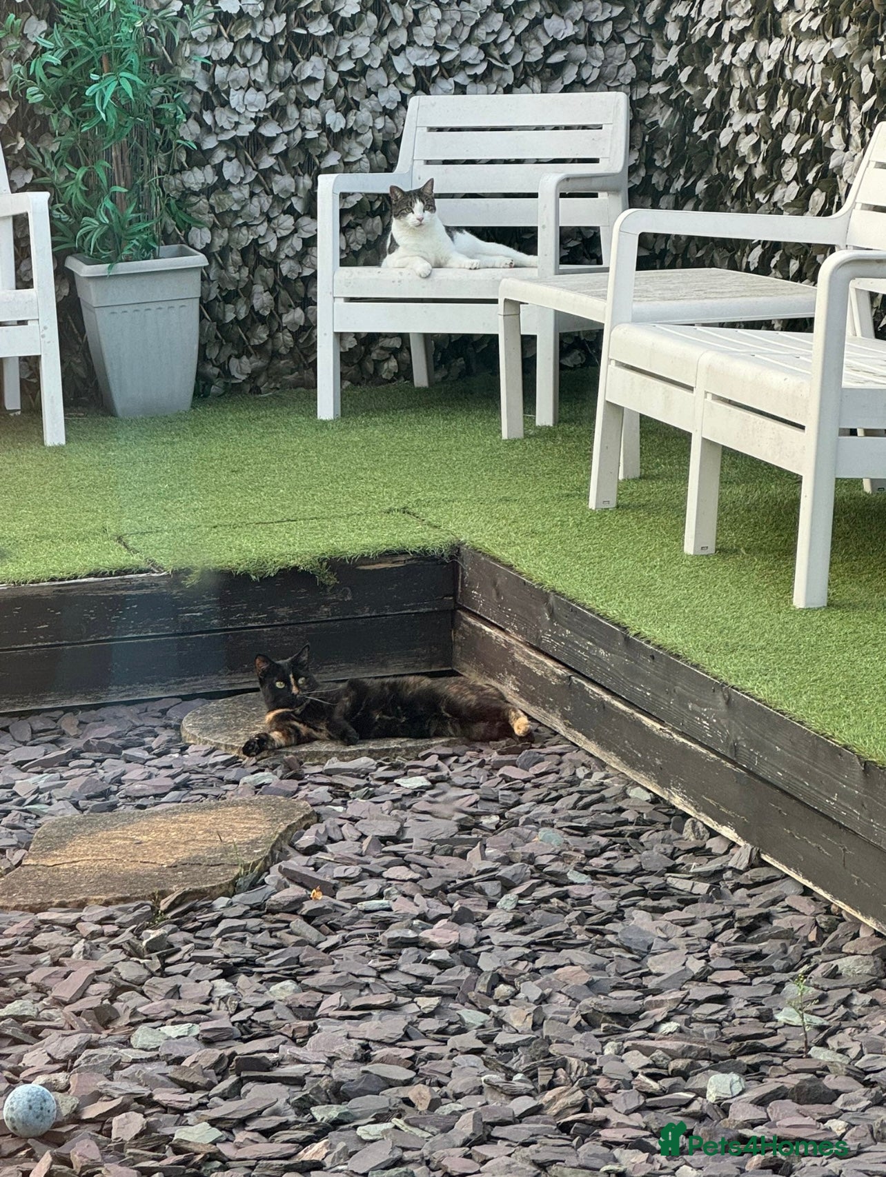 Domestic Shorthair cats Two beautiful cats looking for a new loving home. - Advert 15