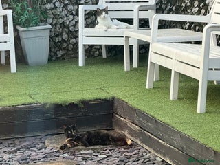 Domestic Shorthair cats Two beautiful cats looking for a new loving home. - Advert 1