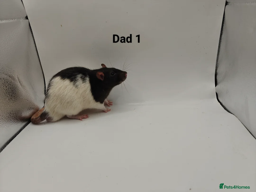 Rat rodents for sale: FEB: 20 Rats (13 Rats: 7 Boys & 6 Girls Left) - Advert 23