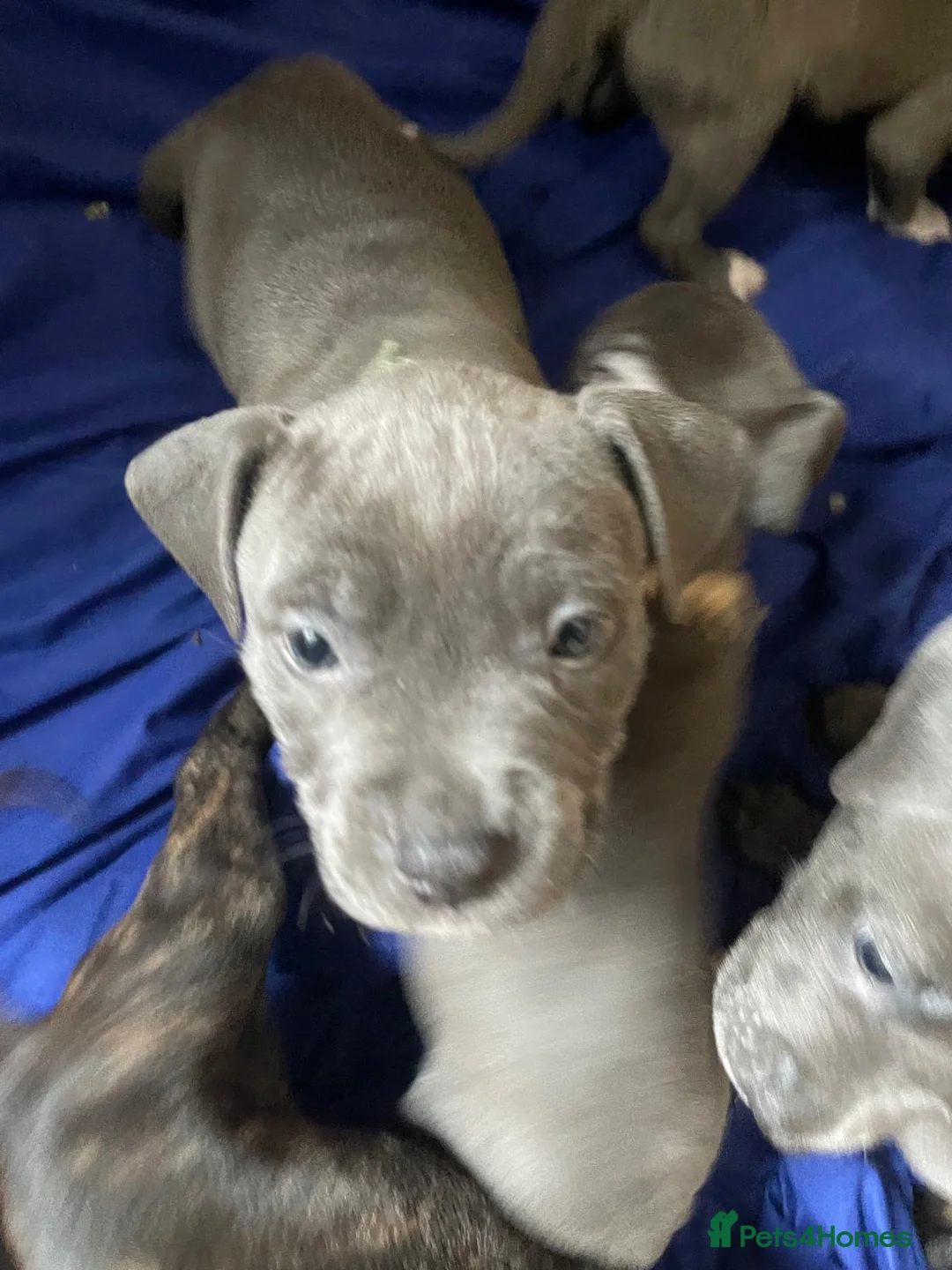 Staffordshire Bull Terrier dogs for sale: Stunning “original blue blood” Staffy pups *rare* - Advert 3