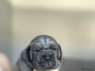 Cane Corso dogs Cane Corso Puppies – Lion Crown Kennel - Advert 6