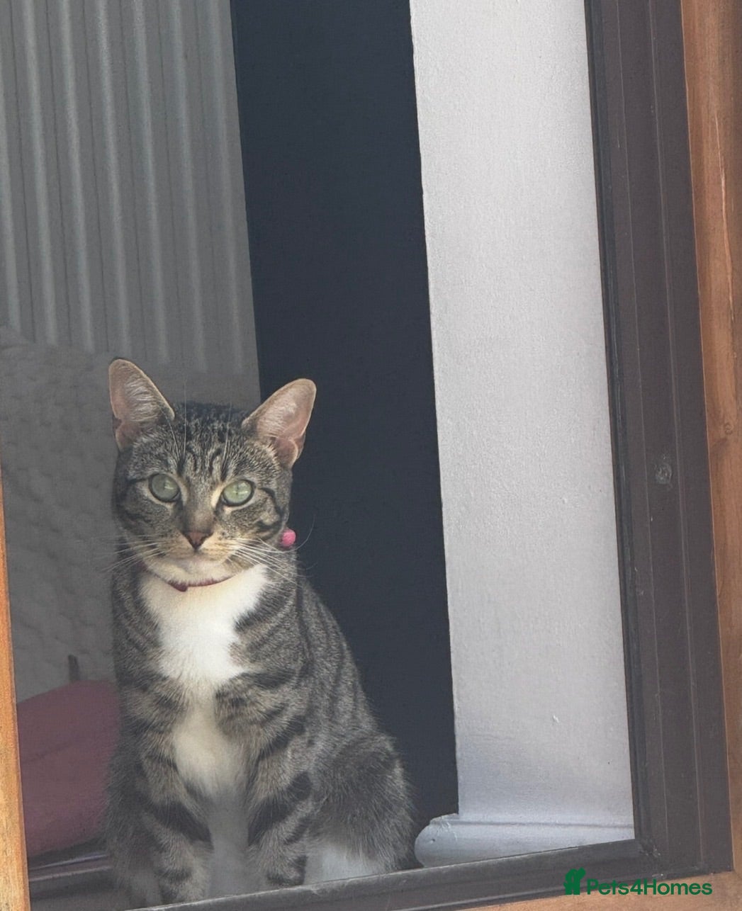 Mixed Breed cats Meet Maple - Looking for Her Forever Home  - Advert 1