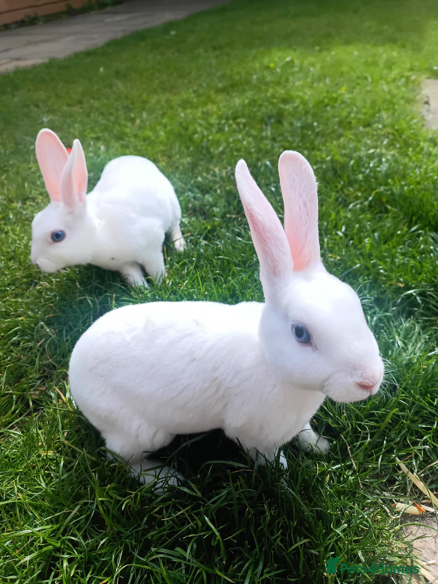 Rex rabbits Mini Rex BEW Bucks and Does Rabbits - Advert 11