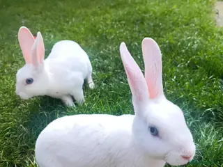 Rex rabbits Mini Rex BEW Bucks and Does Rabbits - Advert 11