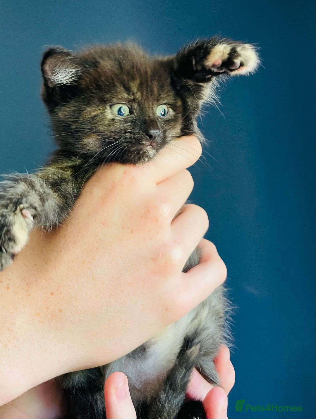 Mixed Breed cats for sale: Kitten for Sale 1/4 British shorthair  - Image 6