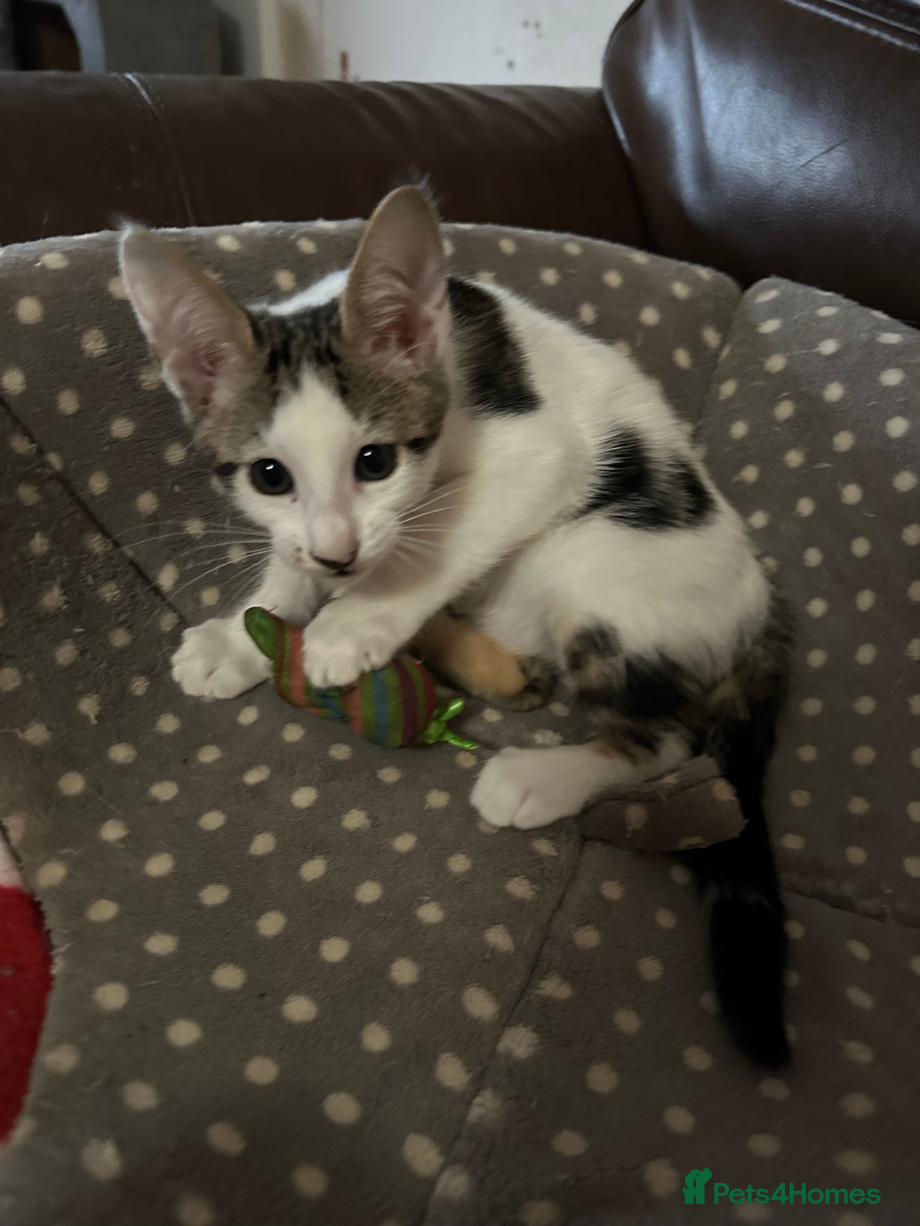 Mixed Breed cats Crossed Between Peterbald & White Bengal - Advert 1