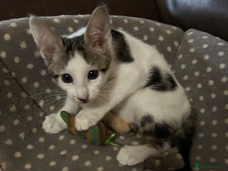 Mixed Breed cats Crossed Between Peterbald & White Bengal - Advert 2