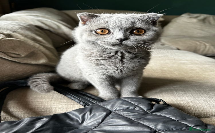 British Shorthair cats - Advert 3