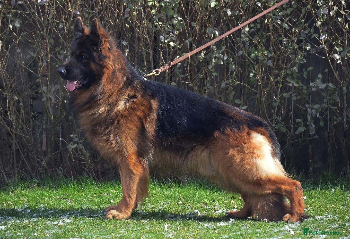 German Shepherd dogs Top Quality male long coat German shepherd import  - Advert 1