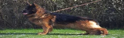 German Shepherd dogs for sale: Top Quality male long coat German shepherd import  - Advert 1