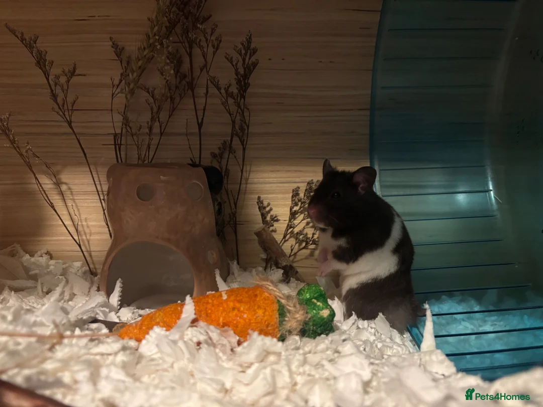 Hamster rodents for sale: Alan needs a new home! in Holmfirth - Advert 5