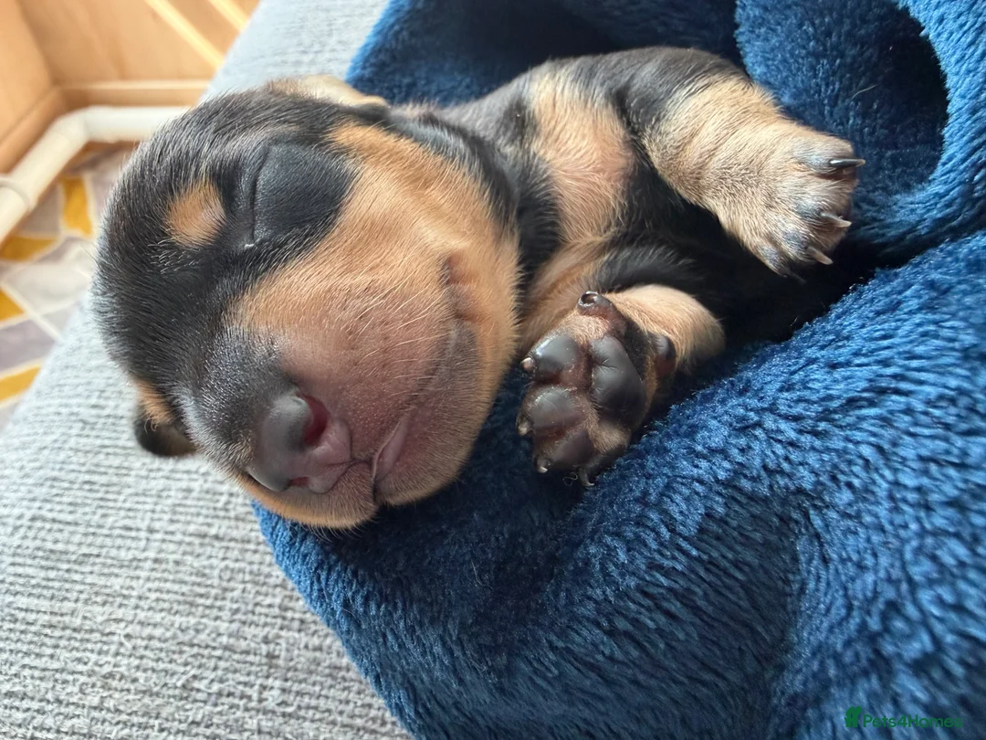 Miniature Dachshund dogs for sale: Ready for there forever homes this Thursday - Advert 40