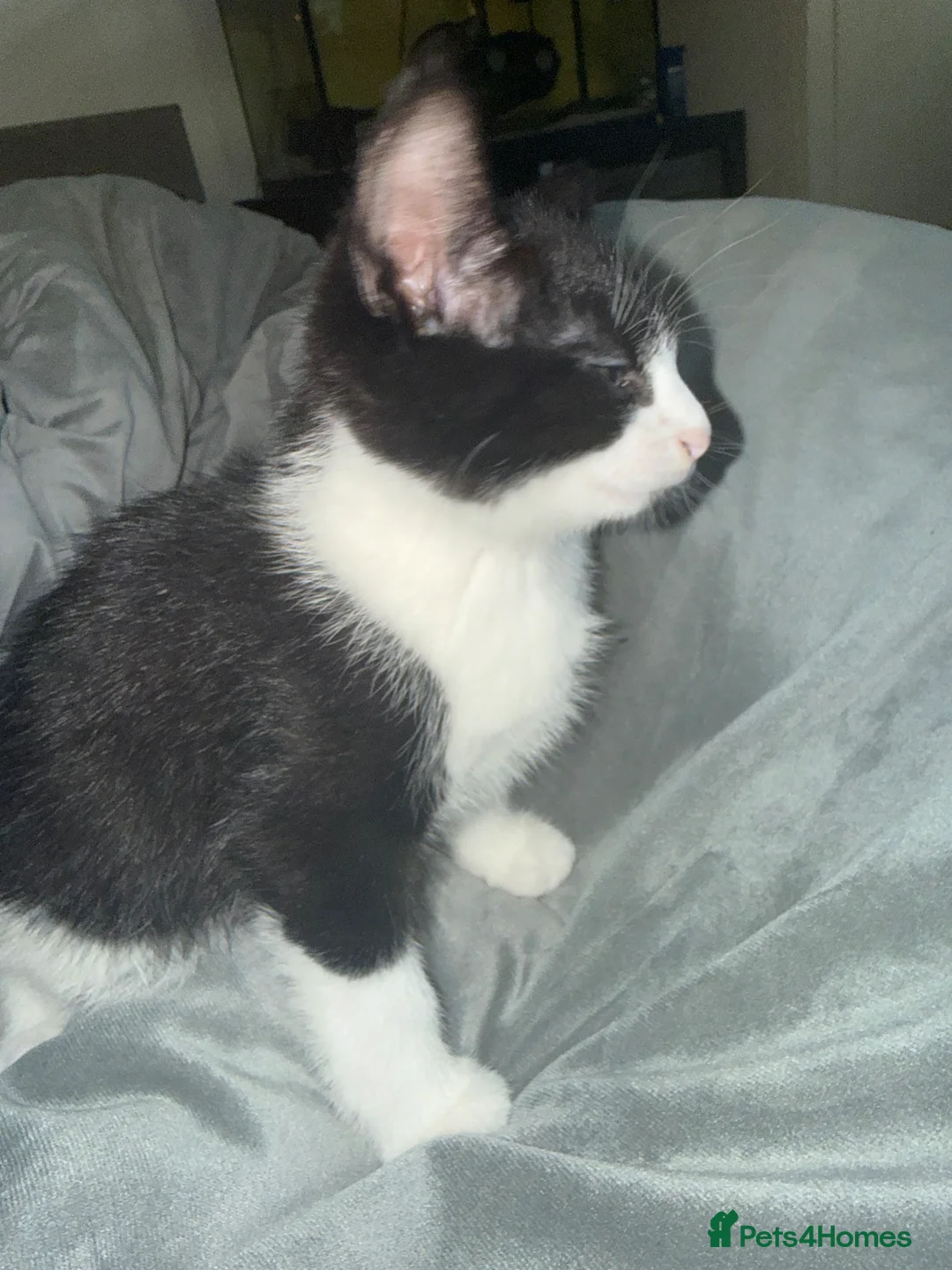 American Wirehair cats for sale: 3 KITTENS FOR SALE  - Advert 12