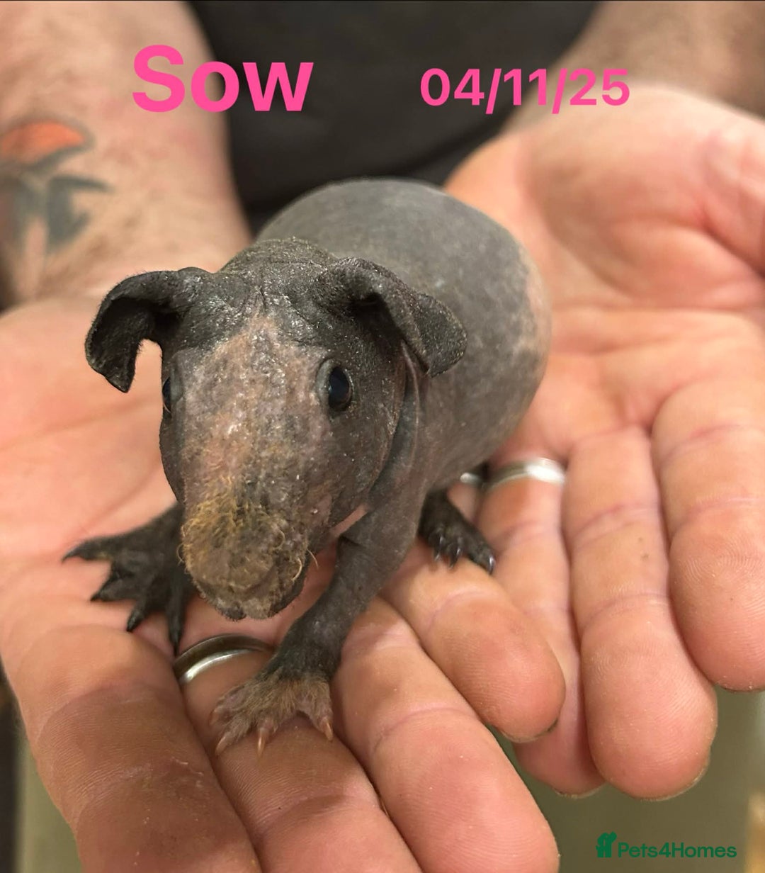 Guinea Pig rodents for sale: Skinny Pig Sows. Reserve Now  - Advert 3