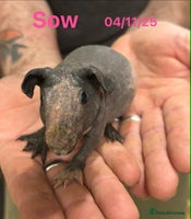Guinea Pig rodents Skinny Pig Sows. Reserve Now - Advert 5