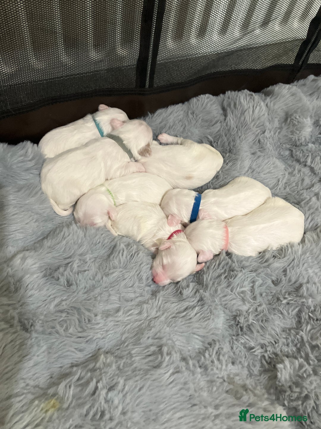 Tibetan Terrier dogs for sale: Tibetan terriers  - Advert 4