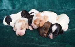 Cockapoo dogs for sale: Beautiful F1 Cockapoos - Image 4