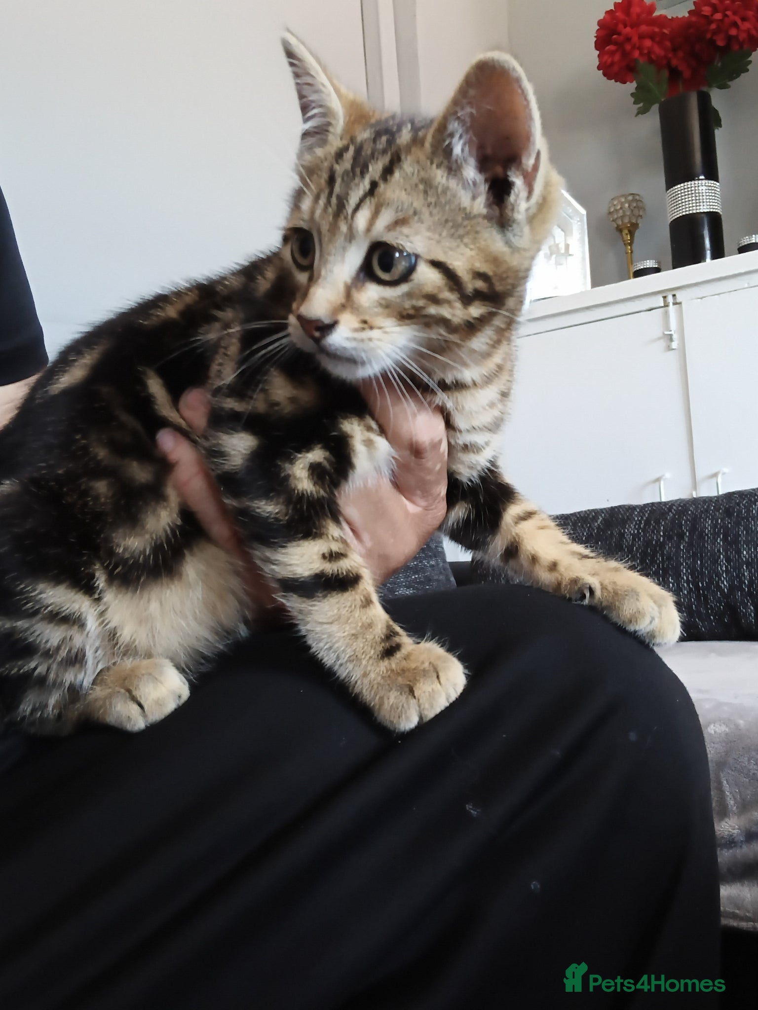 Bengal cats Bengal kittens looking for new family  - Advert 13