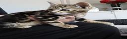 Bengal cats for sale: Bengal kittens looking for new family  - Advert 1