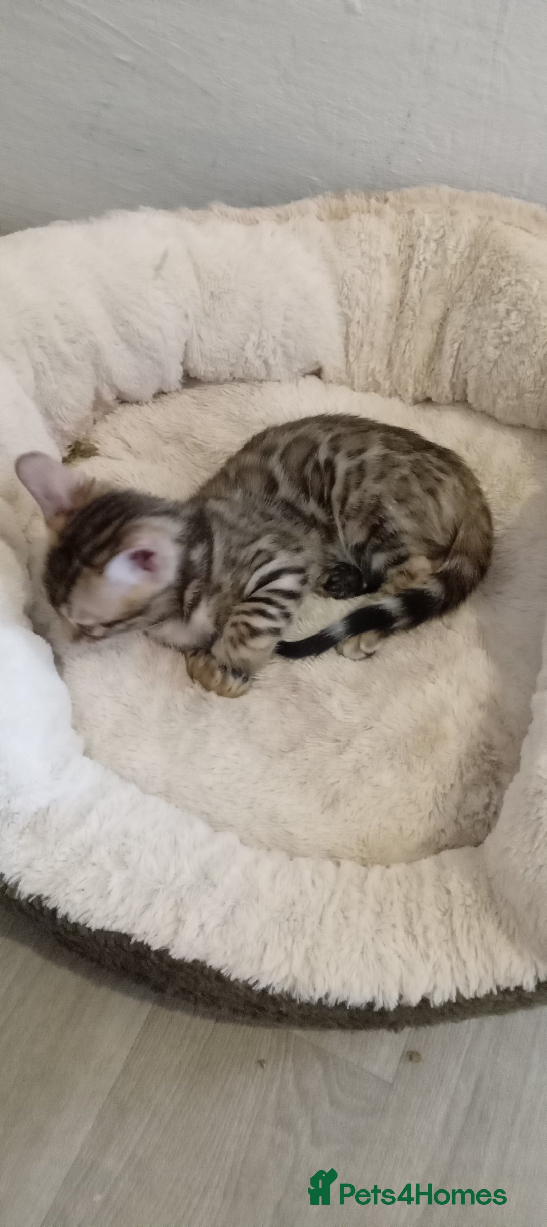 Bengal cats for sale: Pedigree Bengal Kittens - Image 22