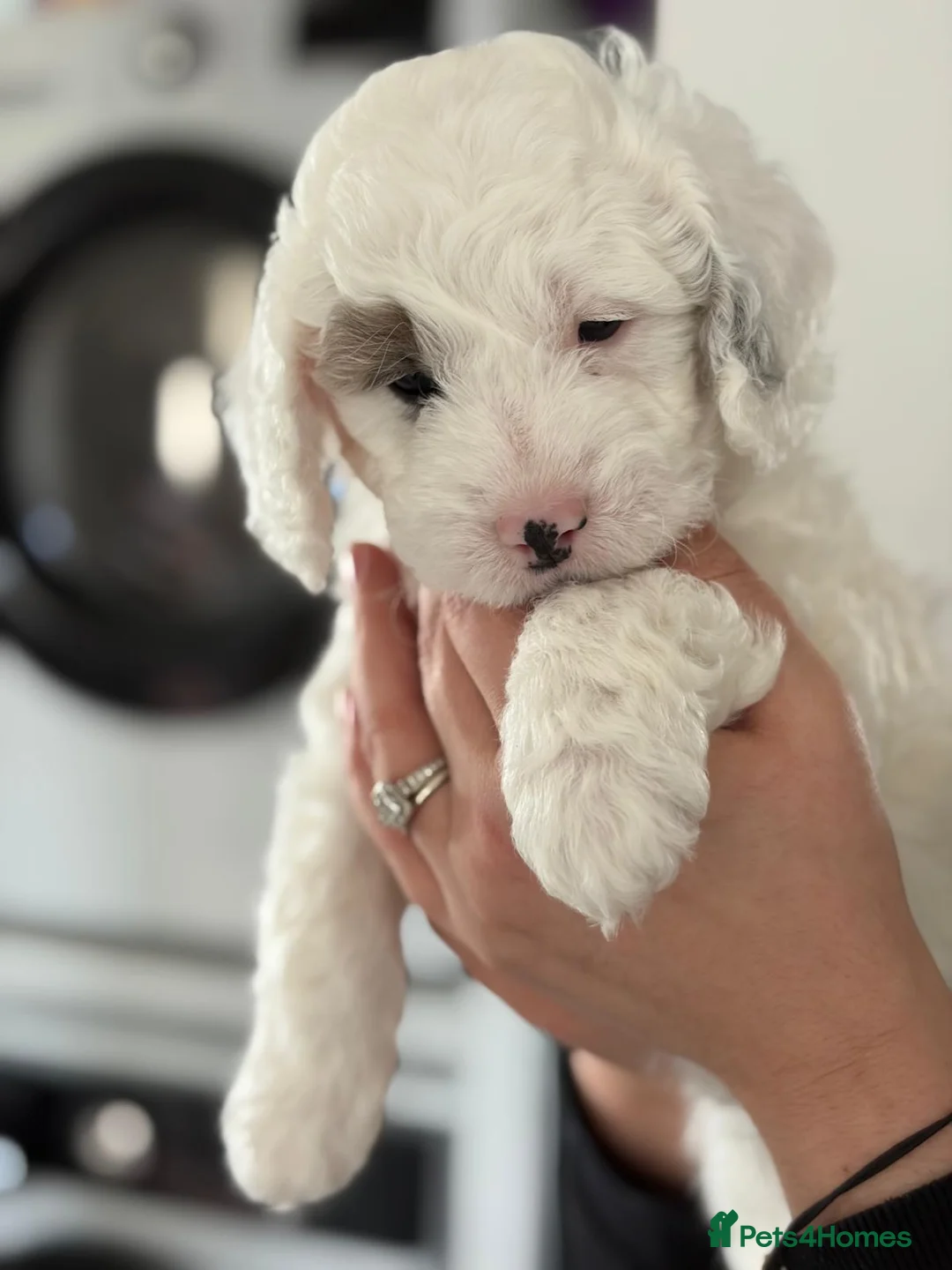 Mixed Breed dogs for sale: One beautiful girl and one handsome little boy  - Advert 2