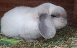 Mini Lop rabbits for sale: Spayed and neutered rabbits for adoption  - Advert 16