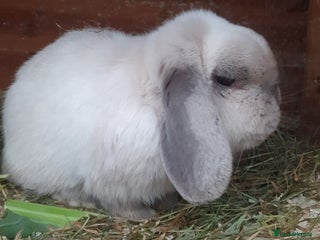 Mini Lop rabbits Spayed and neutered rabbits for adoption Vac rhd2 - Advert 5