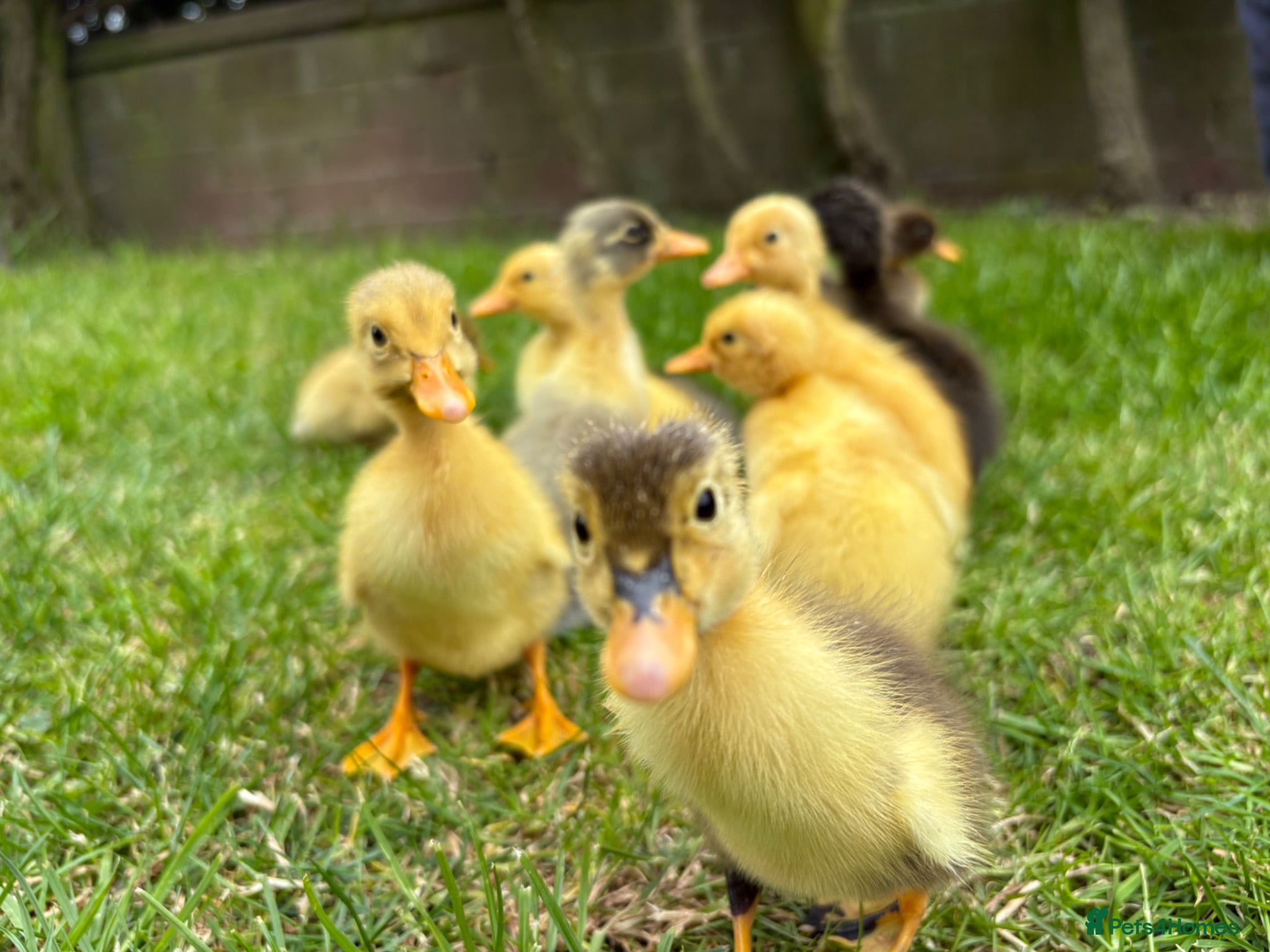 Ducks poultry Indian runner ducklings available  - Advert 2