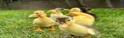 Ducks poultry for sale: Indian runner ducklings hatch due 14/07 - Advert 6