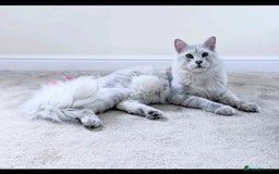 Maine Coon cats for stud: Male Blue Silver Chinchilla Maine Coon (as12) - Image 1