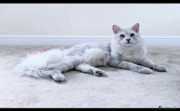 Maine Coon cats - Advert 1