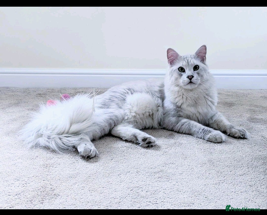 Maine Coon cats for stud: Male Blue Silver Chinchilla Maine Coon (as12) - Image 1
