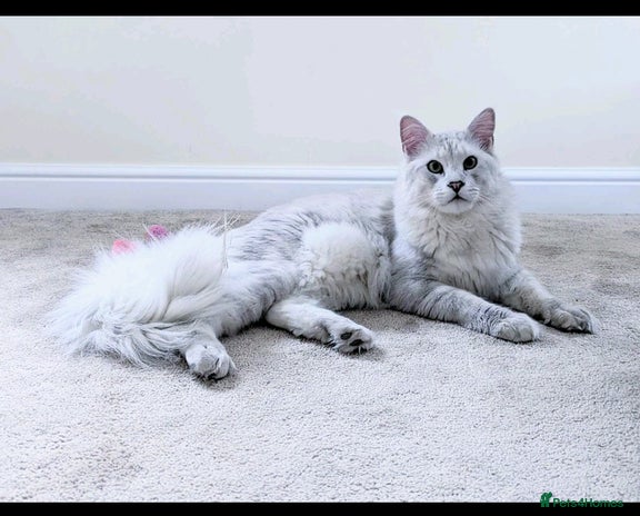 Maine Coon cats - Advert 12