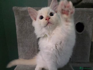 Ragdoll cats - Advert 19
