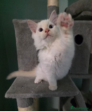 Ragdoll cats - Advert 4
