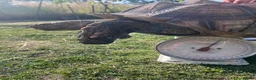 Tortoise reptiles for sale: 10 year old male sulcata tortoise  - Advert 8