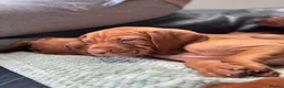 Hungarian Vizsla dogs for sale: Gorgeous Hungarian Vizsla puppies  - Advert 12