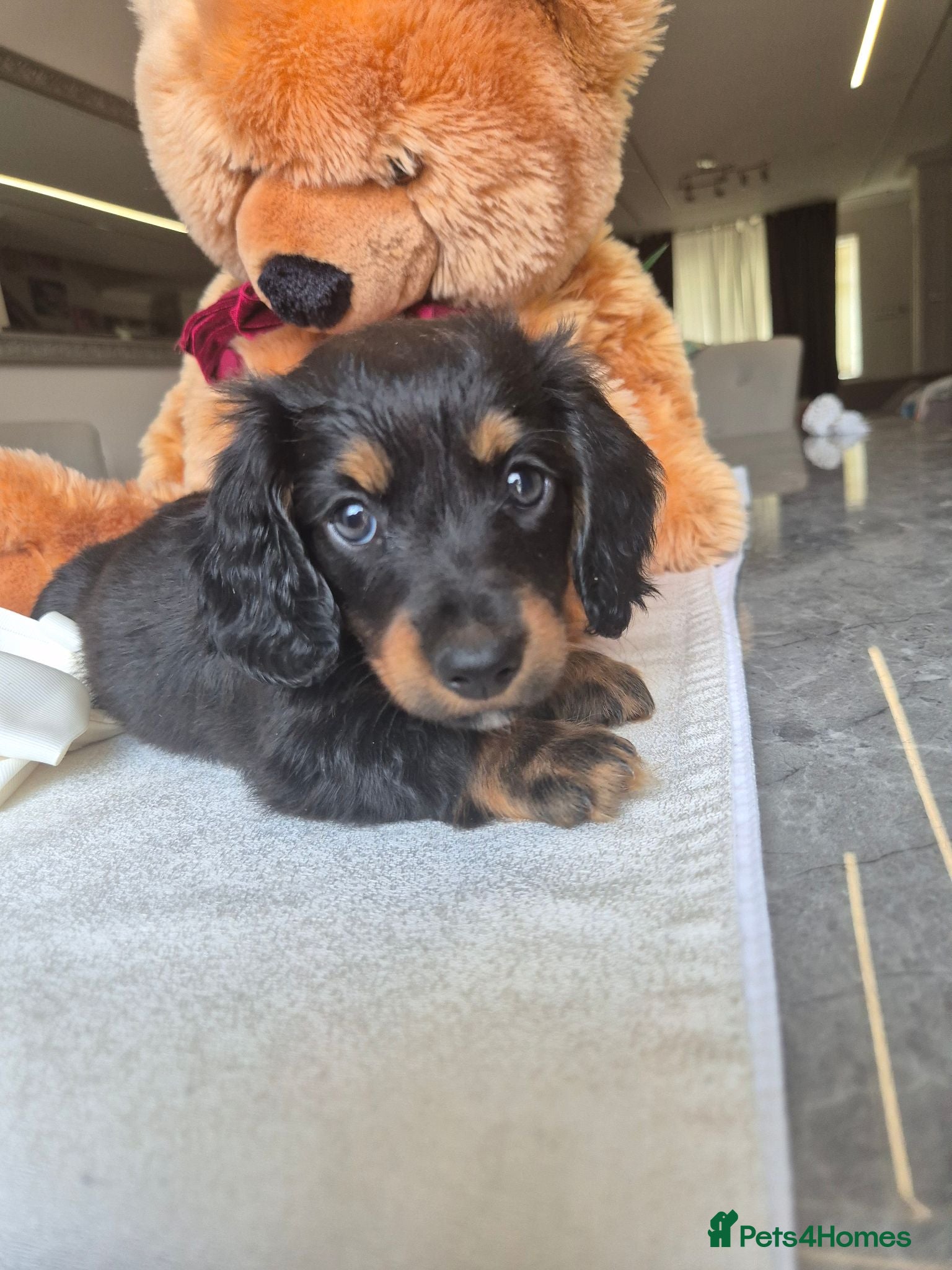 Miniature Dachshund dogs Beautiful Miniature Dachshund Puppies!💙💙♥️♥️♥️ - Advert 5