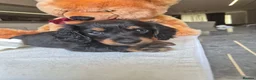Miniature Dachshund dogs for sale: Beautiful Miniature Dachshund Ready to leave!♥️💙 - Advert 35