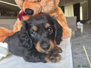 Miniature Dachshund dogs Beautiful Miniature Dachshund Puppies!💙💙♥️♥️♥️ - Advert 5