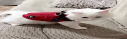 Ragdoll cats for sale: Beautiful ragdoll kitten - Advert 5