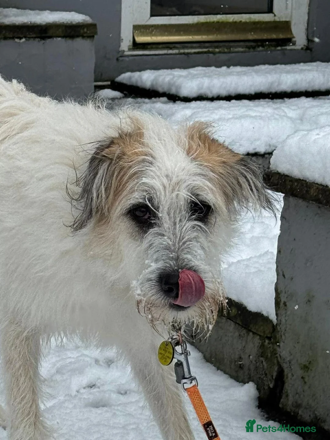 Mixed Breed dogs for adoption: KALLIE-17months, loves dogs/playful/active/rural - Advert 8