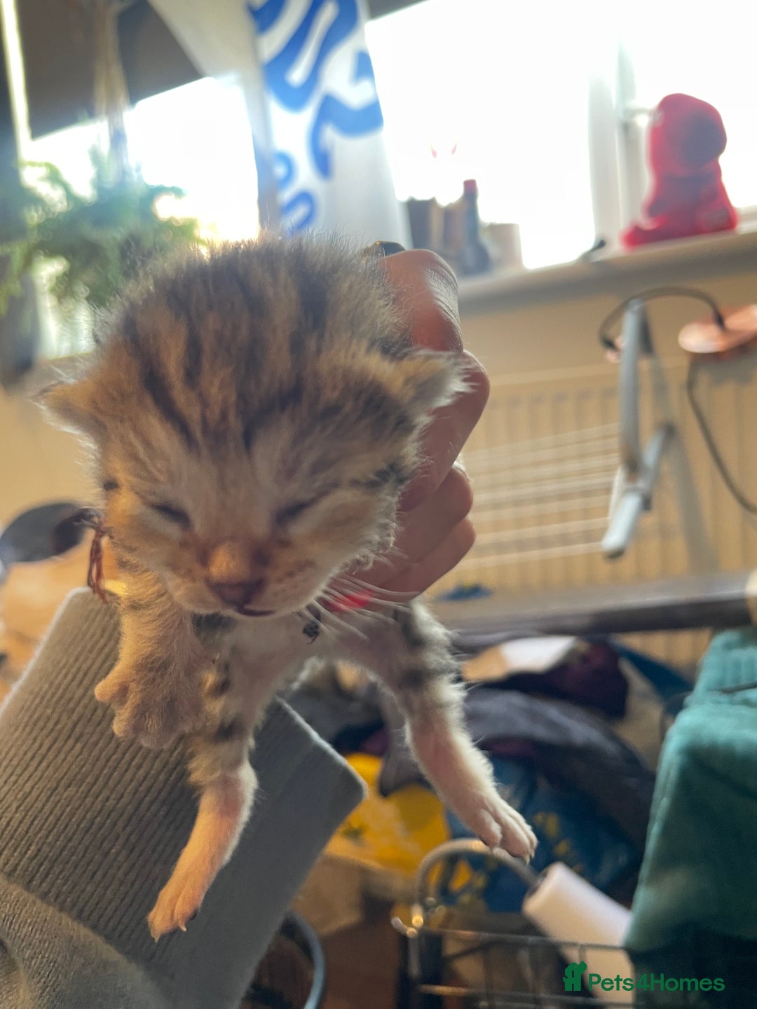 Bengal cats for sale: 9 BENGAL RAGDOLL X KITTENS - Image 17
