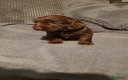 Sprocker dogs for sale: My lady has had beautiful 3 sprocker spaniel pups  - Image 2