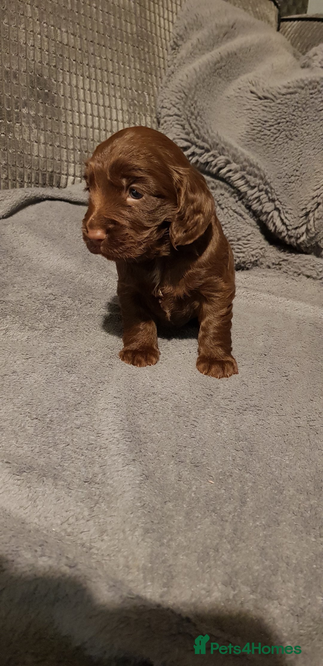 Sprocker dogs for sale: My lady has had beautiful 3 sprocker spaniel pups  - Image 2