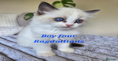 Ragdoll cats - Advert 5